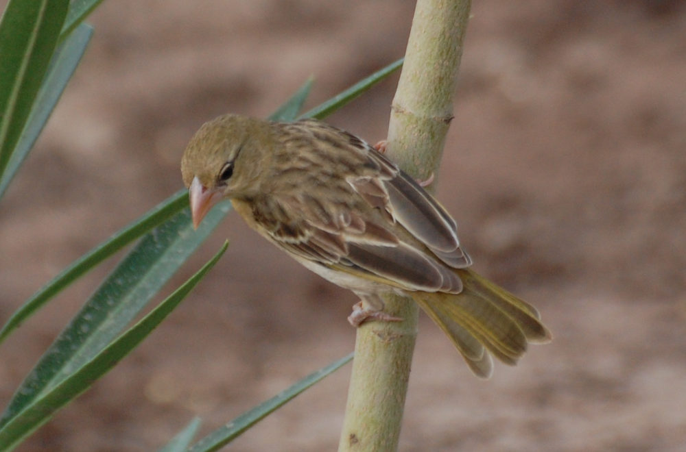 Uccelli in Dancalia (Etiopia): Quelea dal becco rosso (Quelea quelea)